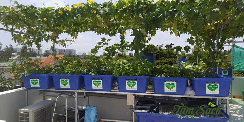 Mô hình hệ thống Aquaponics