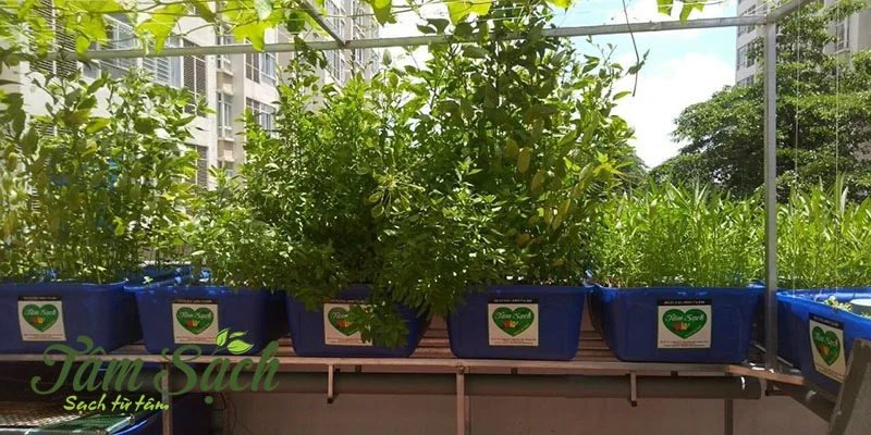 Tự thiết kế hệ thống Aquaponics