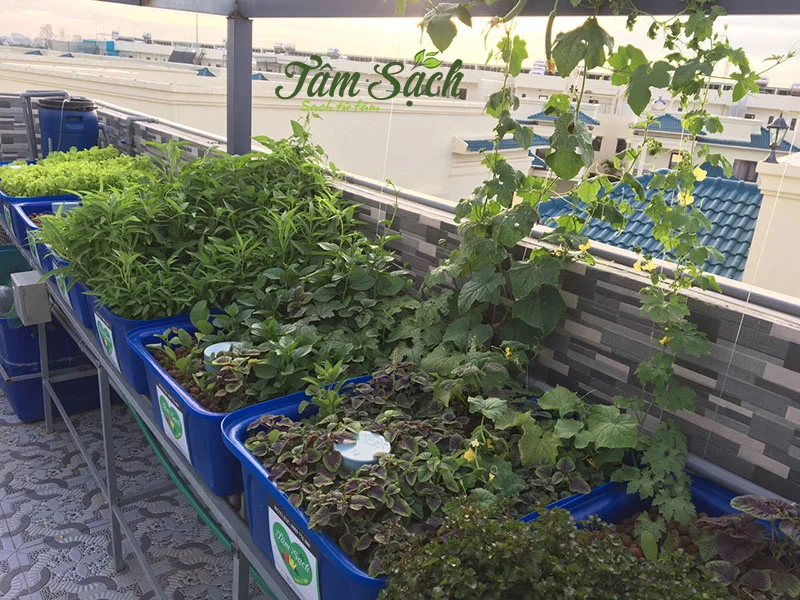 Tự thiết kế hệ thống Aquaponics