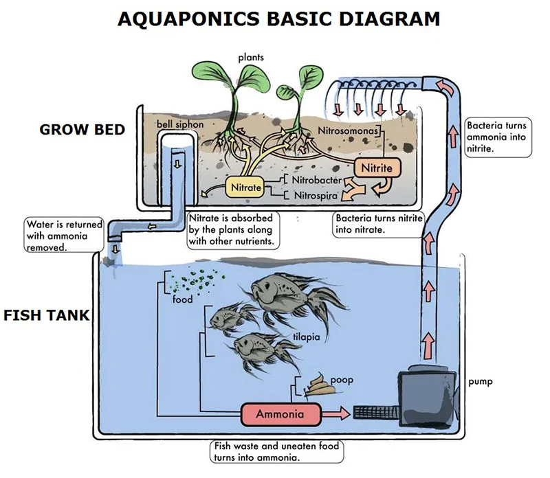 Mô hình hệ thống Aquaponics