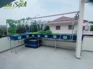 Hệ thống trồng rau nuôi cá Aquaponics