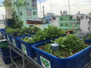 Mô hình trồng rau thủy canh trên sân thượng