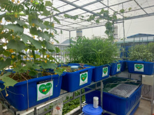 Mô hình trồng rau thủy canh trên sân thượng