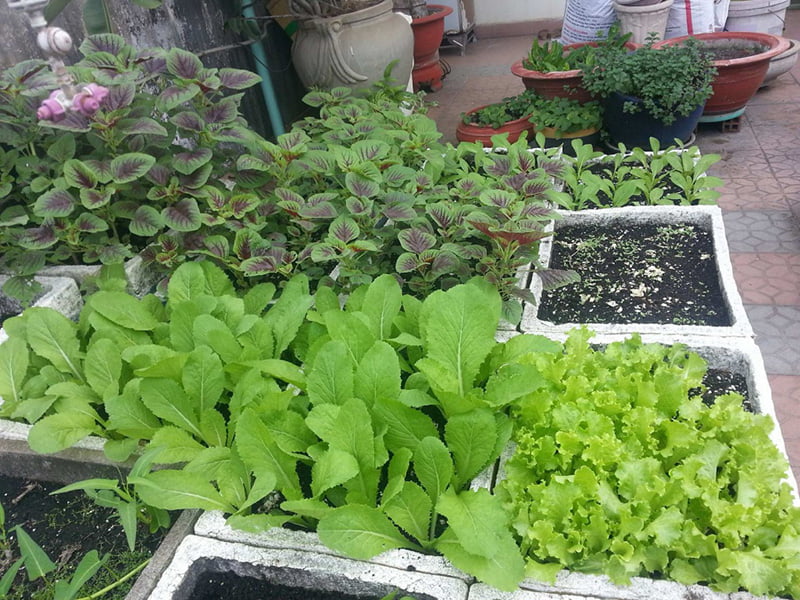 Trồng rau tại nhà bằng thùng xốp Trồng rau tại nhà bằng thùng xốp