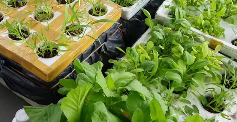 Trồng rau tại nhà bằng thùng xốp Trồng rau tại nhà bằng thùng xốp