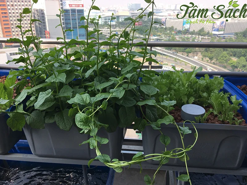 mo-hinh-cach-trong-vuon-rau-thuy-canh-tren-san-thuong (1)