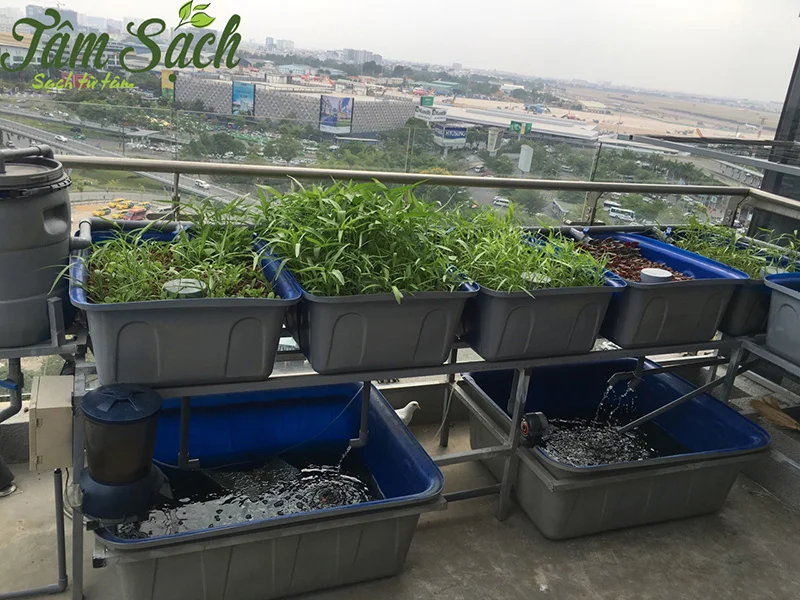 mo-hinh-cach-trong-vuon-rau-thuy-canh-tren-san-thuong (22)