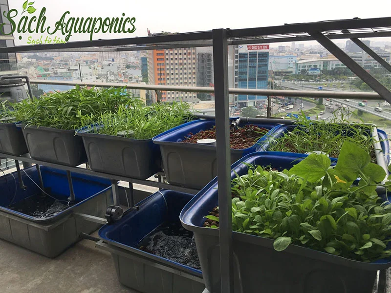 mo-hinh-cach-trong-vuon-rau-thuy-canh-tren-san-thuong (23)