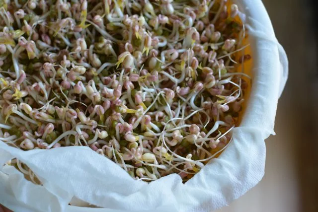 Sử dụng rau mầm