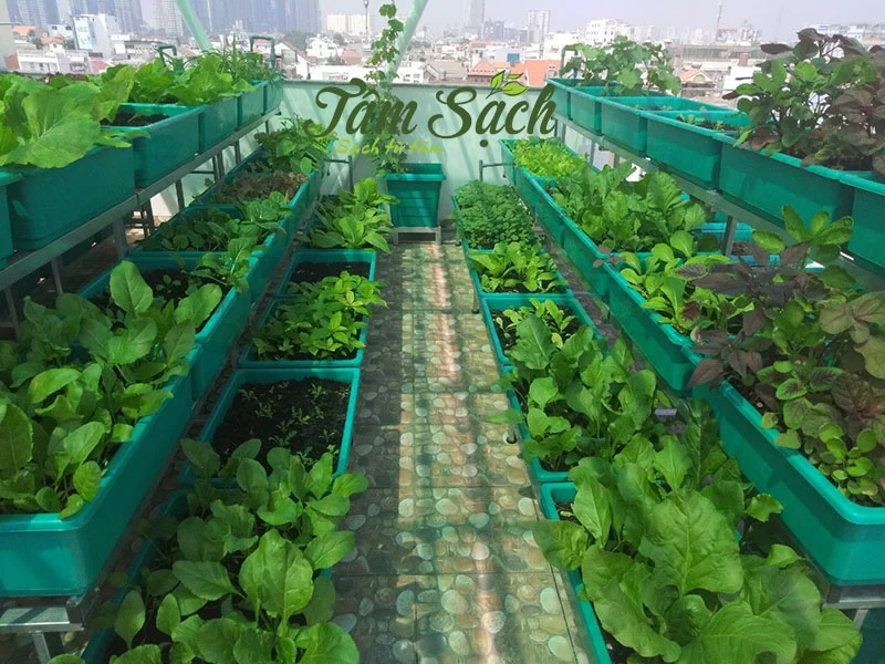 cách trồng rau cải tại nhà