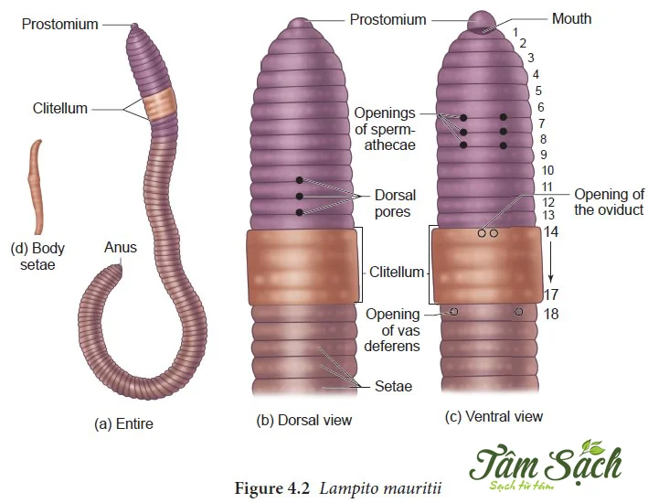 giun trùn quế giống
