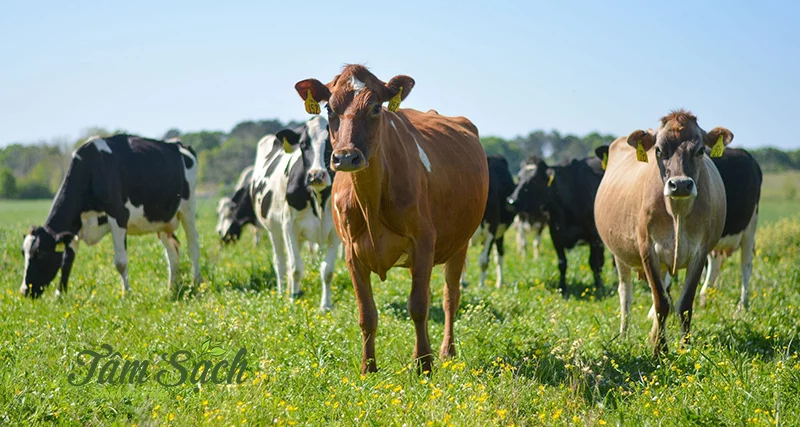 giun trùn quế giống