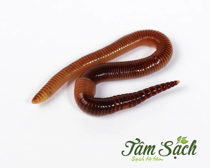 giun trùn quế giống