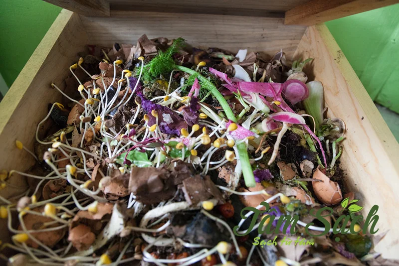 giun trùn quế giống