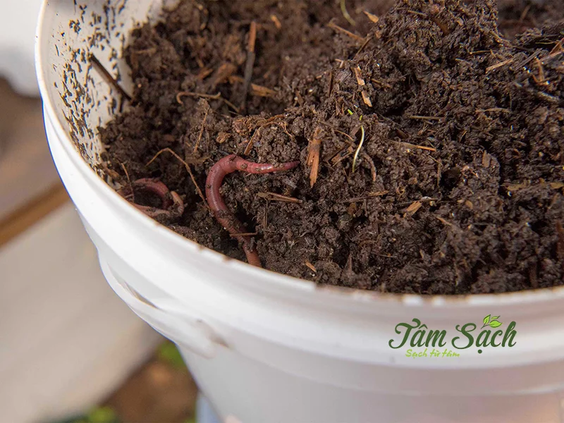 giun trùn quế giống