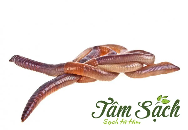 giun trùn quế giống