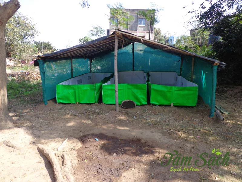 giun trùn quế giống