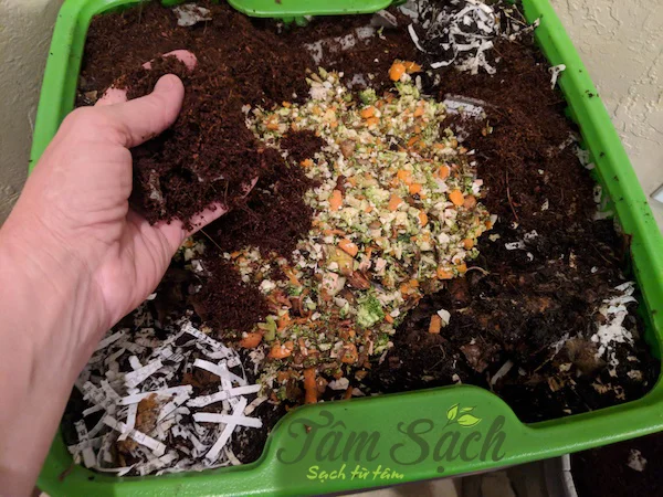 giun trùn quế giống