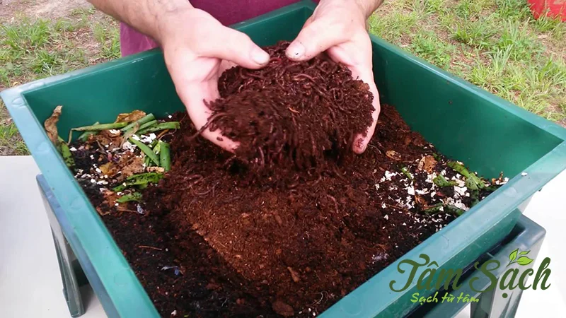 giun trùn quế giống