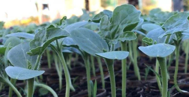 Sử dụng rau mầm