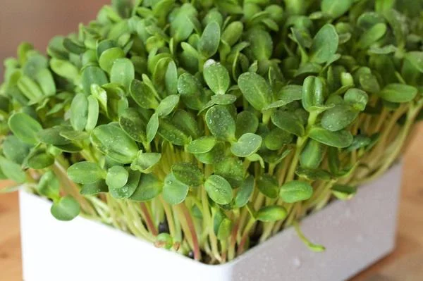 sử dụng rau mầm