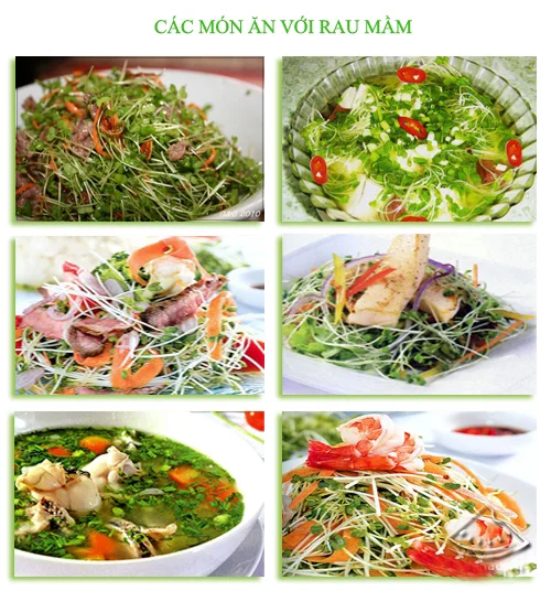 sử dụng rau mầm