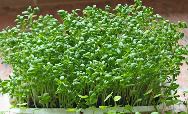 sử dụng rau mầm