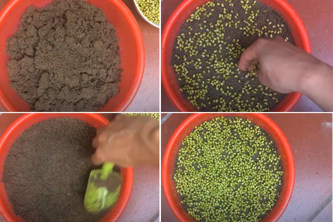 Sử dụng rau mầm