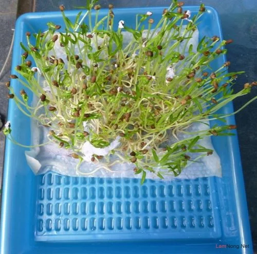 Sử dụng rau mầm