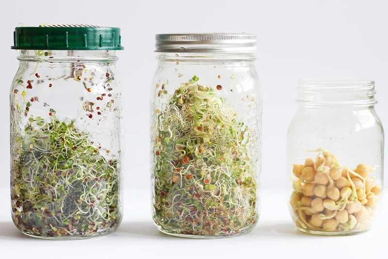 Sử dụng rau mầm