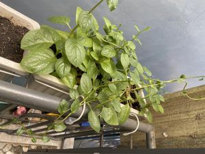 kệ trồng rau treo ban công