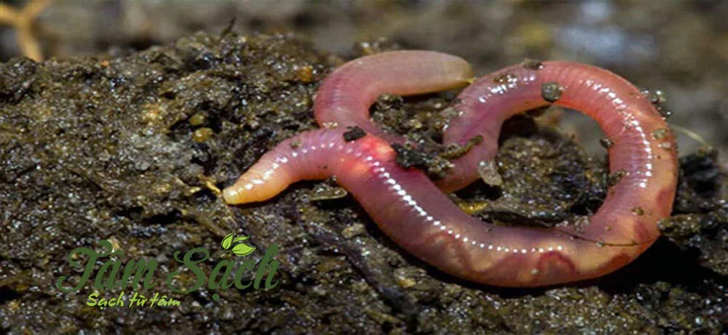 giun trùn quế giống