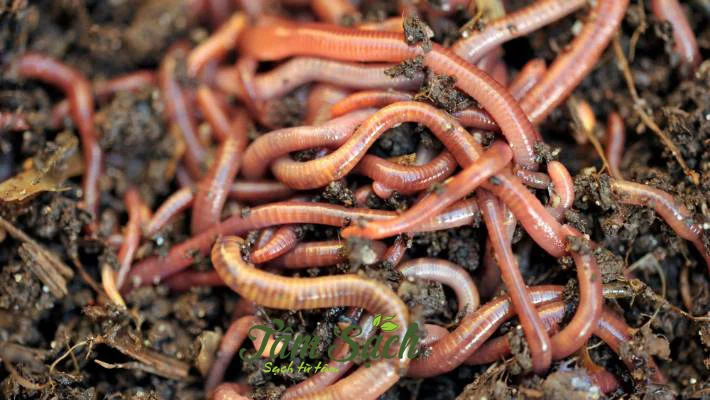 giun trùn quế giống