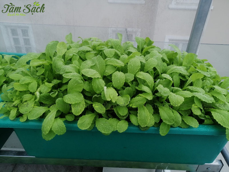 địa chỉ mua bán kệ trồng rau sạch