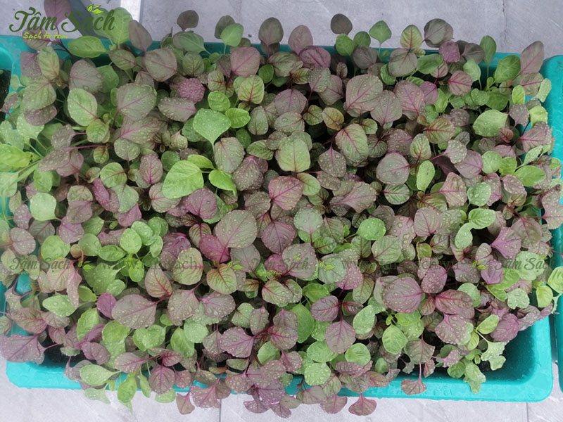 địa chỉ mua bán kệ trồng rau sạch