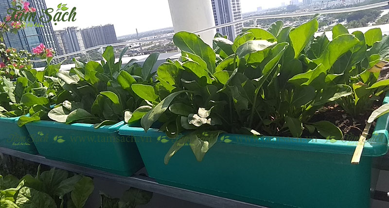 địa chỉ mua bán kệ trồng rau sạch