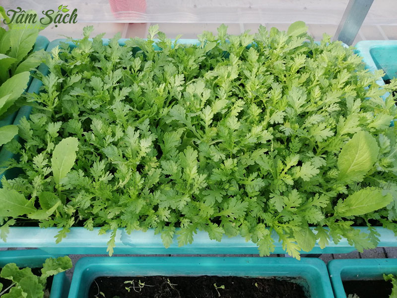 địa chỉ mua bán kệ trồng rau sạch