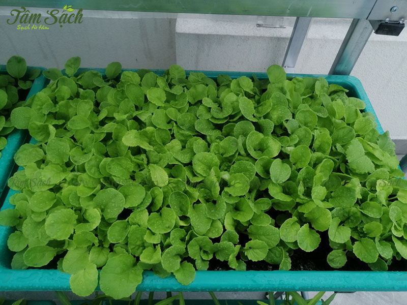 địa chỉ mua bán kệ trồng rau sạch