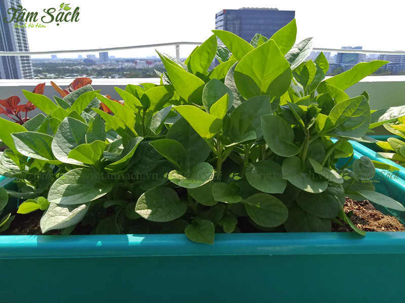 địa chỉ mua bán kệ trồng rau sạch