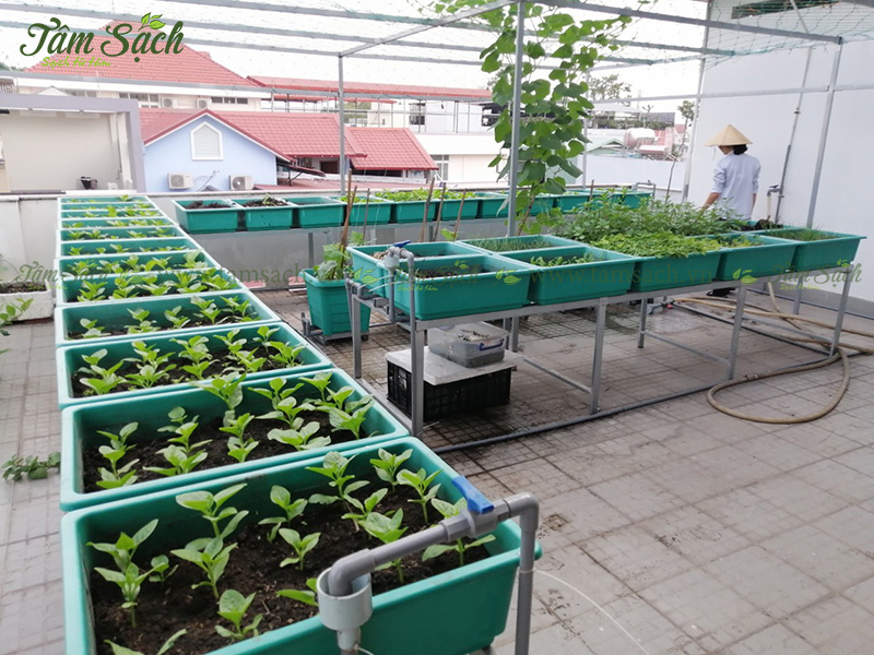 địa chỉ mua bán kệ trồng rau sạch