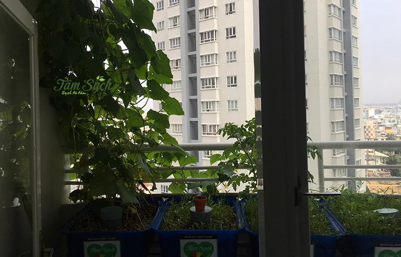 Giàn trồng rau sạch ban công Aquaponics