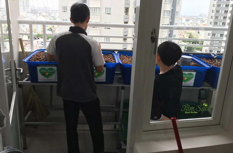 Giàn trồng rau sạch ban công Aquaponics