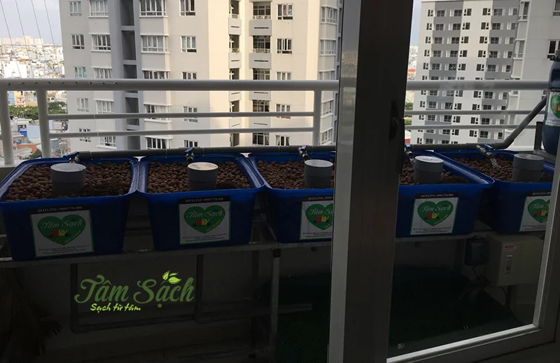 Giàn trồng rau sạch ban công Aquaponics
