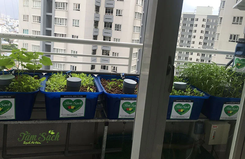 Giàn trồng rau sạch ban công Aquaponics