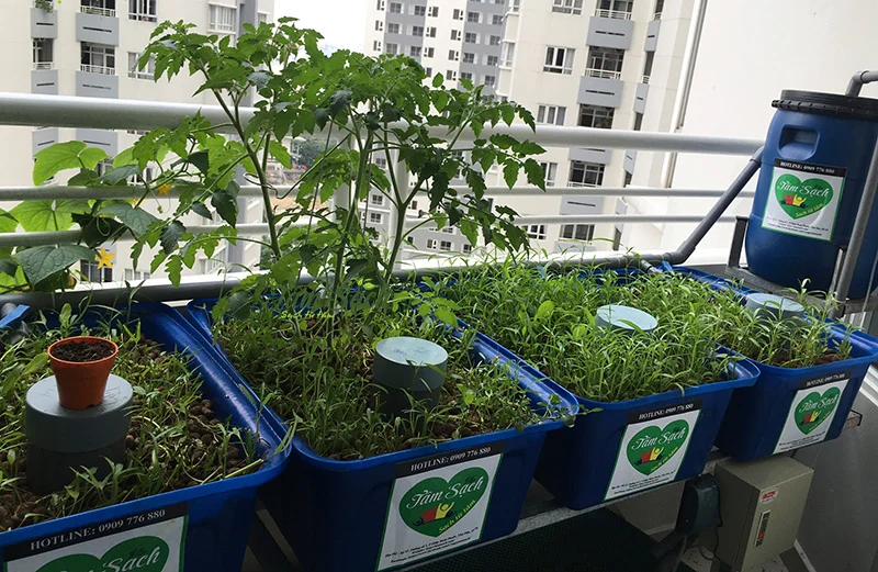 Giàn trồng rau sạch ban công Aquaponics