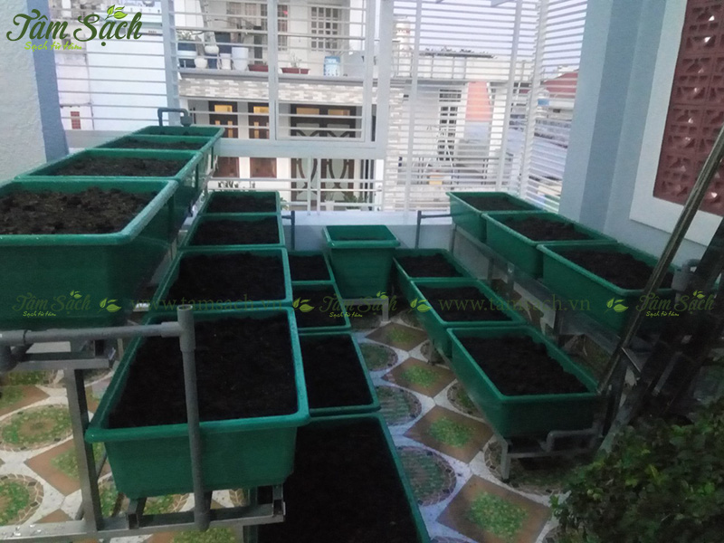 Đất trồng được trộn thêm phân bón hữu cơ trùn quế, đảm bảo dinh dưỡng cho cây phát triển