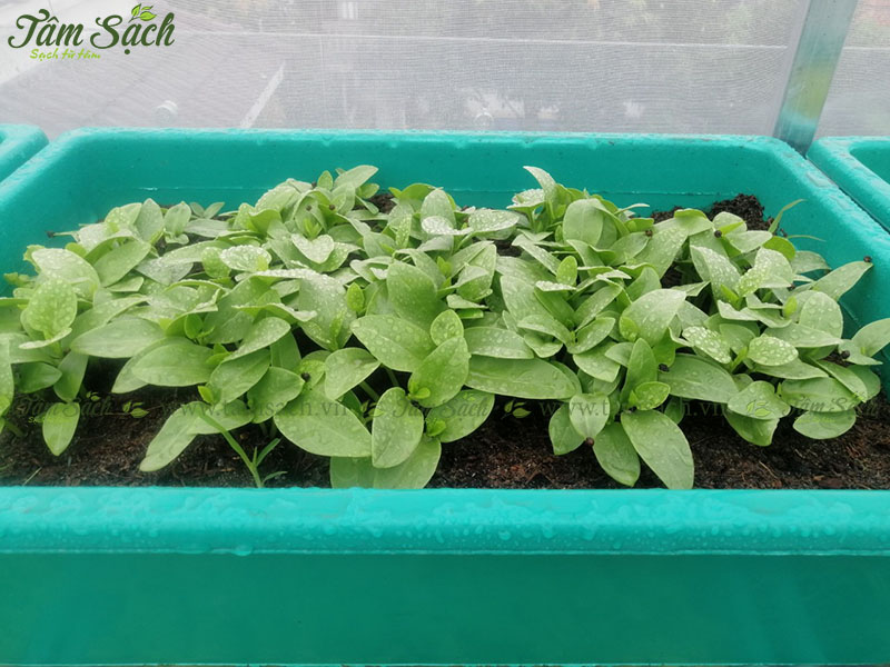 Bộ trồng rau trên sân thượng