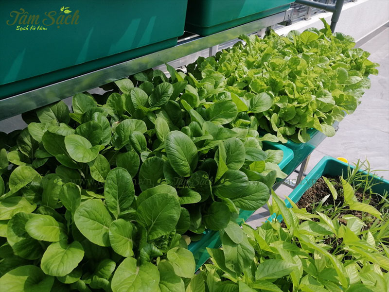Bộ trồng rau trên sân thượng