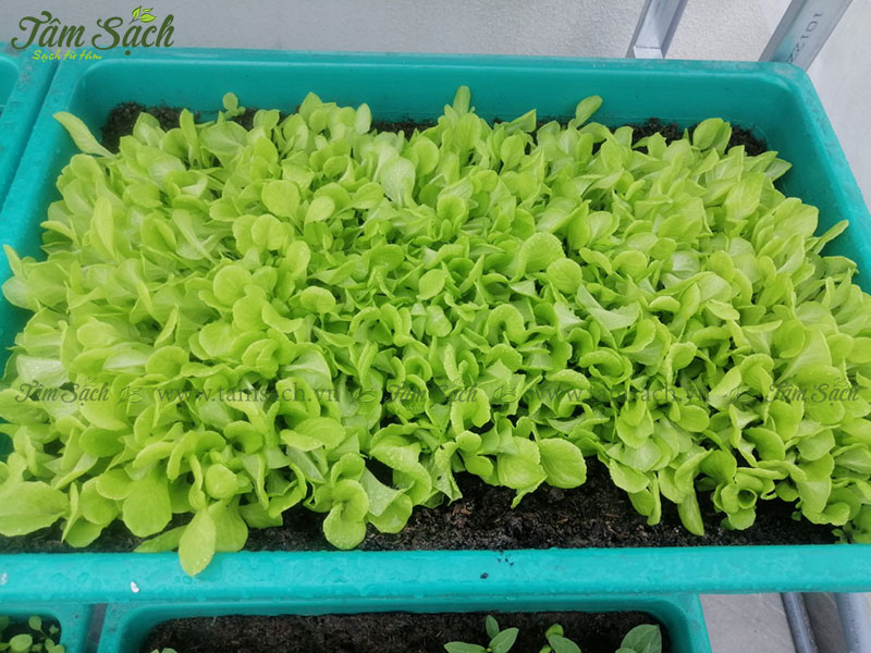 Bộ trồng rau trên sân thượng