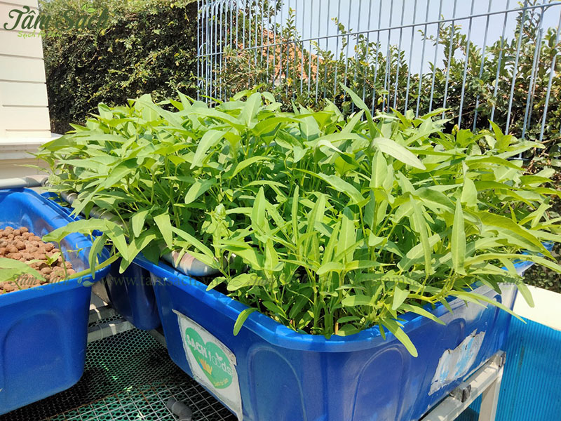 cách trồng rau muống tại nhà